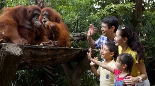 オランウータン
